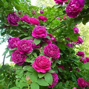 植物紫袍玉带攀援藤本月季花 玫瑰月季花苗 浓香型花卉当年开花