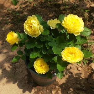 带花浓香微型月季花苗金丝雀阳台盆栽植物明黄色玫瑰四季花卉绿植