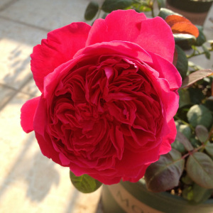 皇家胭脂 欧月法国月季暗红色大花强香耐热开花持久