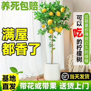 香水柠檬树盆栽果苗带果可食用室内阳台客厅大型绿植盆景四季植物