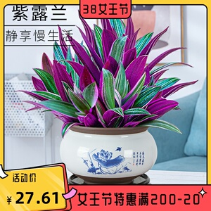 紫露兰盆栽油画吊兰花卉植物室内花好养净化空气四季常青观叶绿植