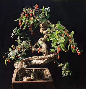 枸杞盆景老桩枸杞盆栽枸杞微盆景老根枸杞盆景素材