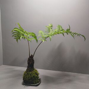 网红蕨类植物一叶蕨禅意绿植土培蕨水蕨盆栽好养盆栽铁线蕨