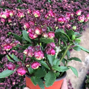 七彩宫灯长寿花