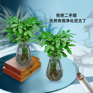 七叶莲水培植物盆栽室内卧室鸭脚木好养小盆栽办公室水养绿植花卉