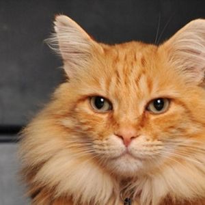 山东狮子猫橘色长毛猫咪波斯猫异曈鸳鸯眼双蓝眼橘猫狸花猫波斯猫