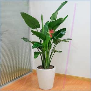 办公室大厅花卉大盆