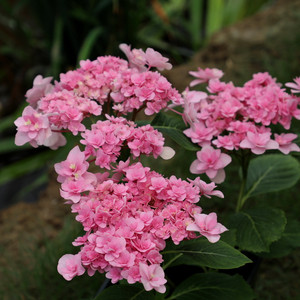 花芬坊舞孔雀绣球花苗盆栽八仙花阳台庭院耐寒植物四季开花卉