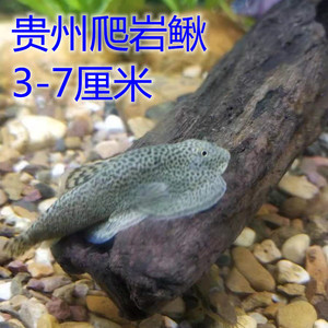 8511人付款天猫贵州爬岩鳅双吸盘冷水清道夫吸鳅除藻不加温琵琶鱼小
