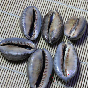 中药材 紫贝齿 紫贝 文贝 紫贝子 南蛇牙齿 狗支螺 正品500克包邮