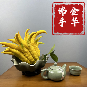 带枝水养佛手】金华佛手果鲜佛手柑插花水培闻香清供小佛手瓜香橼