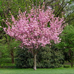 重瓣晚樱樱花树苗盆栽庭院种植绿化植物四季南北方耐寒室外风景树