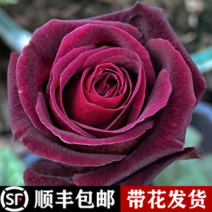 骇客月季花苗特大花玫瑰花苗盆栽果汁阳台四季开花树苗灌木植物