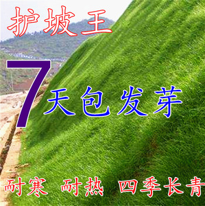 护坡固土草种护坡王草籽绿化草坪四季青耐旱抗热植物高速护坡草种