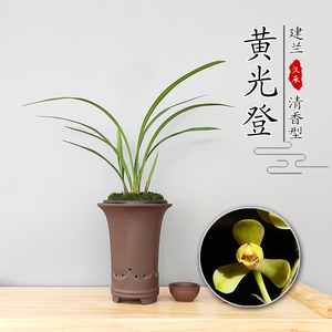 黄光登梅