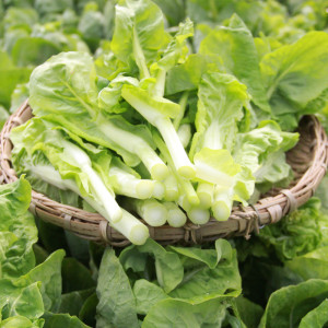 现摘现发4斤四川农家自种新鲜白菜苔油菜台蔬菜叶青菜心新鲜蔬菜