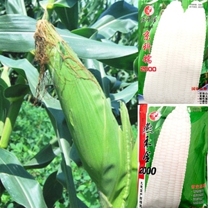 京科糯2000燕禾金2000白糯玉米种孑大棒甜糯皮薄轴细口感好审定勋