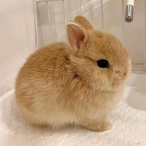 0032人付款淘宝宠物兔子荷兰侏儒兔活体长不大迷你小型茶杯兔大垂耳兔