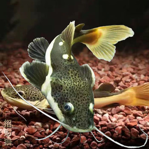 招财猫红尾鲶狗仔鲸枕头鲶观赏鱼热带鱼龙鱼喂食活鱼包邮