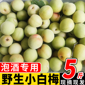 5斤野生小白梅诏安新鲜青梅果现摘鲜果孕妇酸水果泡酒酸梅子酵素