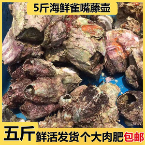 5斤野生特大藤壶鲜活水产海鲜雀嘴蚝头火山口网红美食
