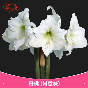 圣茵朱顶兰荷兰洋朱 丹佛 有香味朱顶红新手易栽活包对版花后球