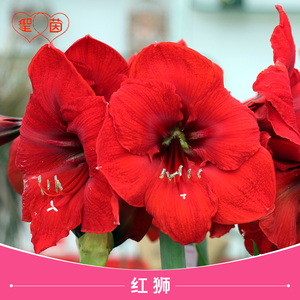 00同款货源tb555595566淘宝朱顶红红狮5厘米开花球0人付款3.00