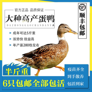 【剑鸭】剑鸭品牌,价格 - 阿里巴巴