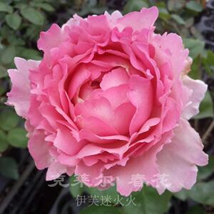 伊芙系列 伊芙克莱尔月季苗 大花浓香四季开花根接苗