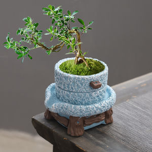 梵花故事企业店淘宝仿古小石磨花盆时来运转六月雪盆栽创意文竹绿植