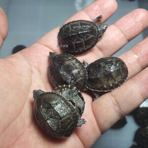 麝香龟苗活物深水龟鱼缸混养宠物龟观赏龟剃刀龟苗稀有迷你小乌龟