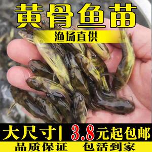 黄骨鱼苗淡水养殖食用活体冷水黄颡鱼昂刺黄丫头黄鸭叫黄辣丁鱼苗