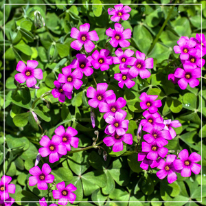 红白三叶草花种籽四季青种子绿化草坪种孑红花醡浆草籽绿肥护坡