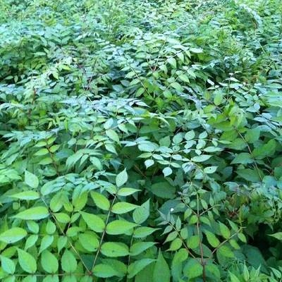 神南四高山绿植易活北季刺龙芽刺龙苞辽东抗鹊春季山区寒不踏树