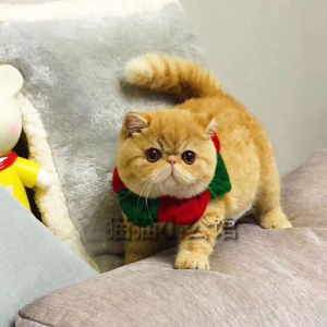 大脸猫加菲猫幼崽纯种宠物猫活体猫咪活物红虎斑幼猫包子脸小奶猫