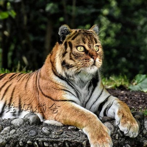 孟加拉豹猫幼仔纯种虎斑猫幼猫活体斑虎猫咪活物缅因猫宠物猫大型