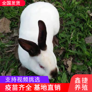 伊拉兔纯种兔伊普吕八点黑獭兔活体养殖肉兔怀孕母兔成年幼兔白色