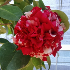 花佛鼎茶花苗夺金植物国茶品种华东十大名茶花之一托桂型盆栽包邮