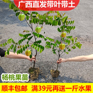 广西杨桃果树苗台湾四季甜脆红杨桃嫁接树苗当年结果地栽盆栽