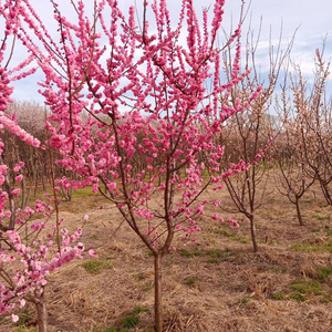 杏梅树苗园林景观梅花树观花树梅花园行道开花树苗木企业可对公