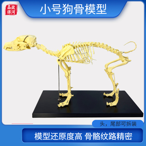 宠物骨科器械全身狗骨骼标本模型动物狗猫犬教学骨头骨架骨骼模型