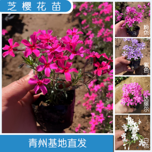 芝樱花苗小苗盆栽丛生福禄考多年生阳台庭院草坪花卉宿根四季常绿