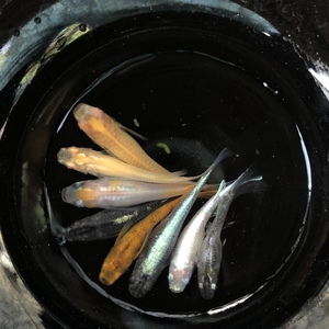 观背青鳉冷水鱼迷你观赏锦鲤随机混合品种 古法养鱼生态缸免打理