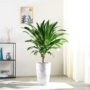 荟天赐青叶巴西铁大型盆栽客厅吸甲醛净化空气大绿植巴西木植物