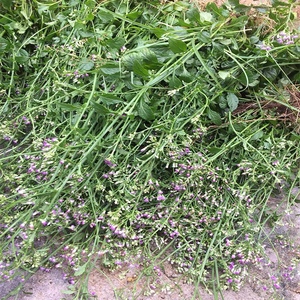 特价秒杀伤 寒草夜香牛新鲜 潮汕消山虎夜牵牛消山虎中草药一枝香