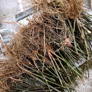 福建草珊瑚中药材九节茶纯根肿节风接骨连新货九节连500克包邮