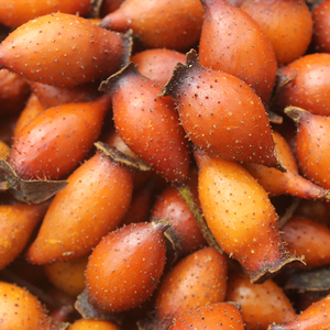 现摘金樱子刺梨野生新鲜非干货男性泡酒中药材霜后采摘黄红果500g