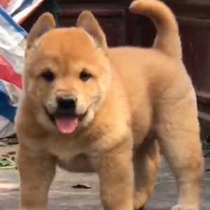 纯种中华田园犬广西土猎犬大头虎斑打猎犬活体幼犬土狗串串狗包邮