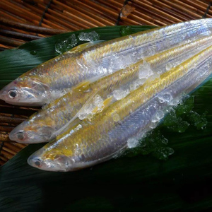 新鲜养殖江刀鱼6条装500g海刀鱼1.6两左右/条现捕现发凤尾鱼