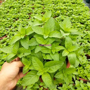 食用薄荷盆栽十香菜柠檬薄荷香花菜留兰香薄荷鱼香菜猫薄荷狗肉香